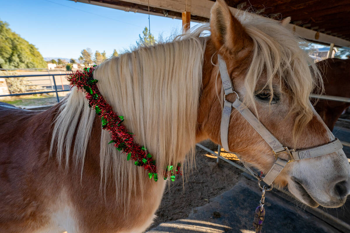 Nevada Sundance Ranch’s Cowboy Christmas event featured pony rides for guests to enjoy. (John ...