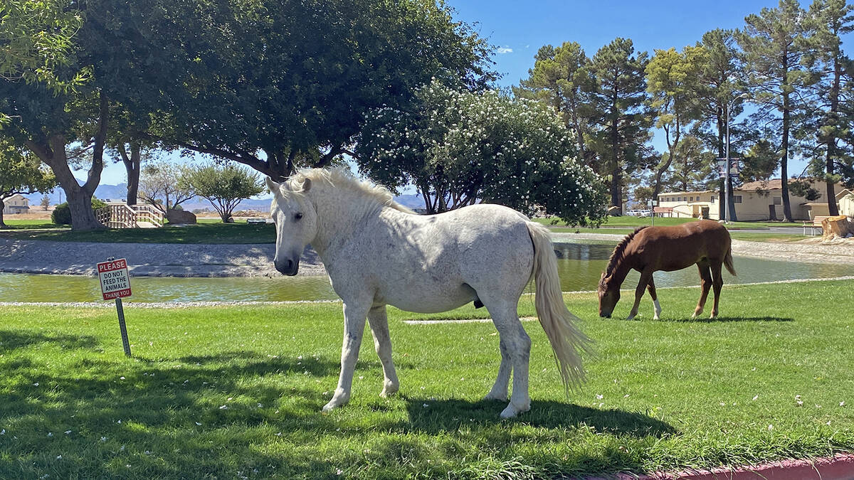 Wild horses and burros are a common sight in the Pahrump Valley and unfortunately, vehicle cras ...