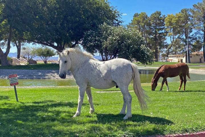 Wild horses and burros are a common sight in the Pahrump Valley and unfortunately, vehicle cras ...