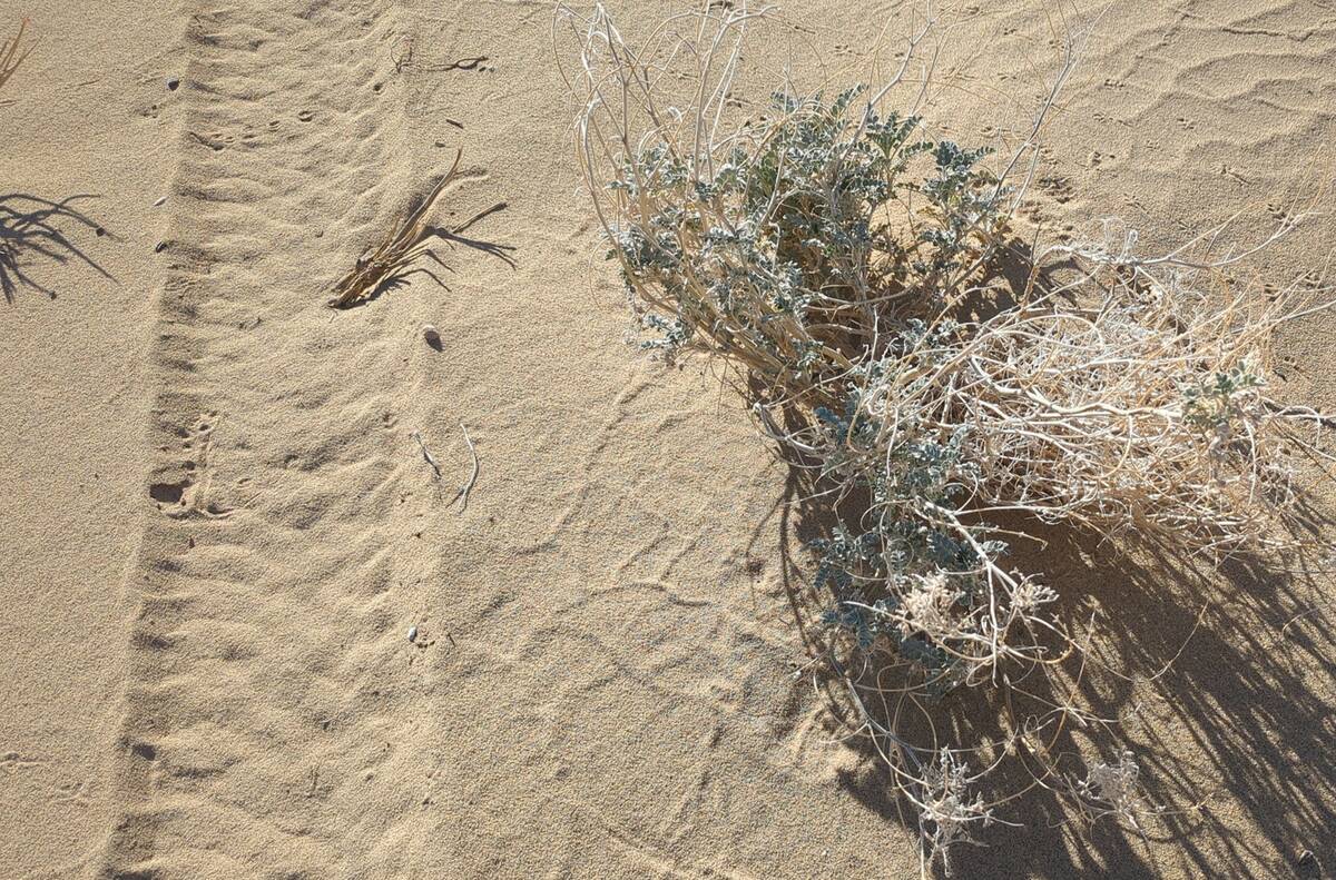 Vehicle tracks are seen next to a shining milk vetch in Eureka Dunes in Death Valley National P ...