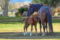 The newest wild horse in the Calvada herd, a colt named Zephyr, feeds off of his mother, a wild ...