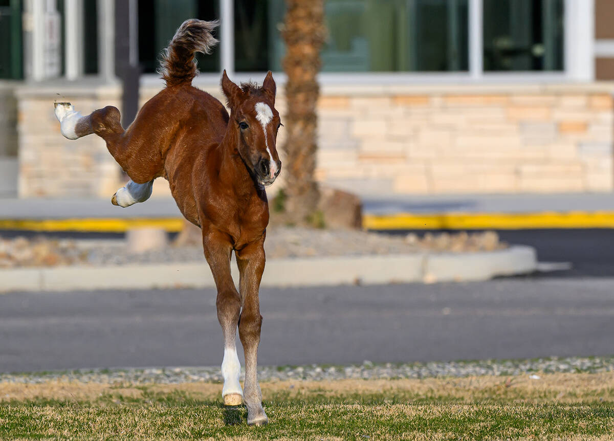 Feeling frisky one morning at the Calvada Eye, the wild baby colt Zephyr bucks and jumps around ...