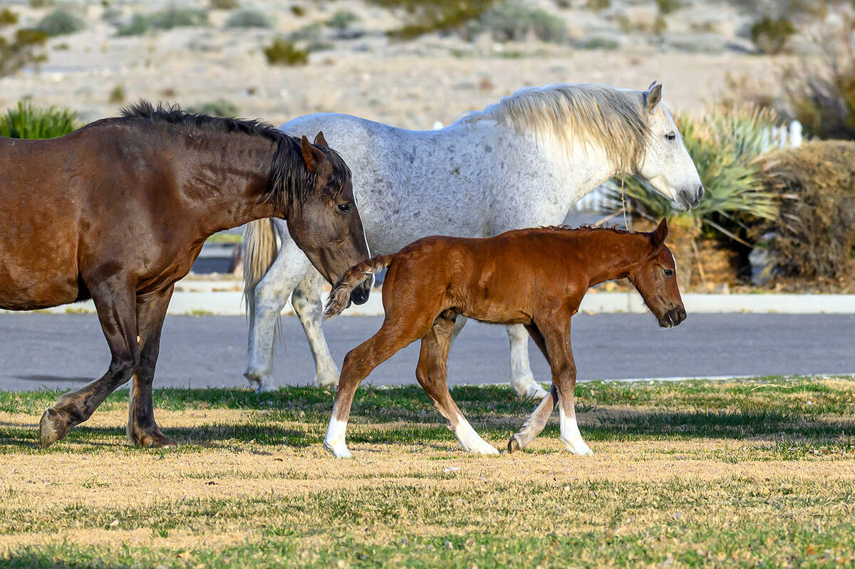 Wild mare Rain, herd stallion Spirit and their new baby, Zephry, take a stroll around the Calva ...