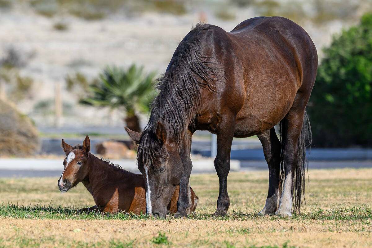 Baby Zephyr takes a few minutes to rest his legs while his mother, Rain, grazes. These two have ...