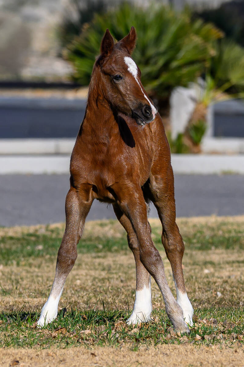 Plenty of people think there's nothing cuter than a new baby horse but residents and visitors t ...