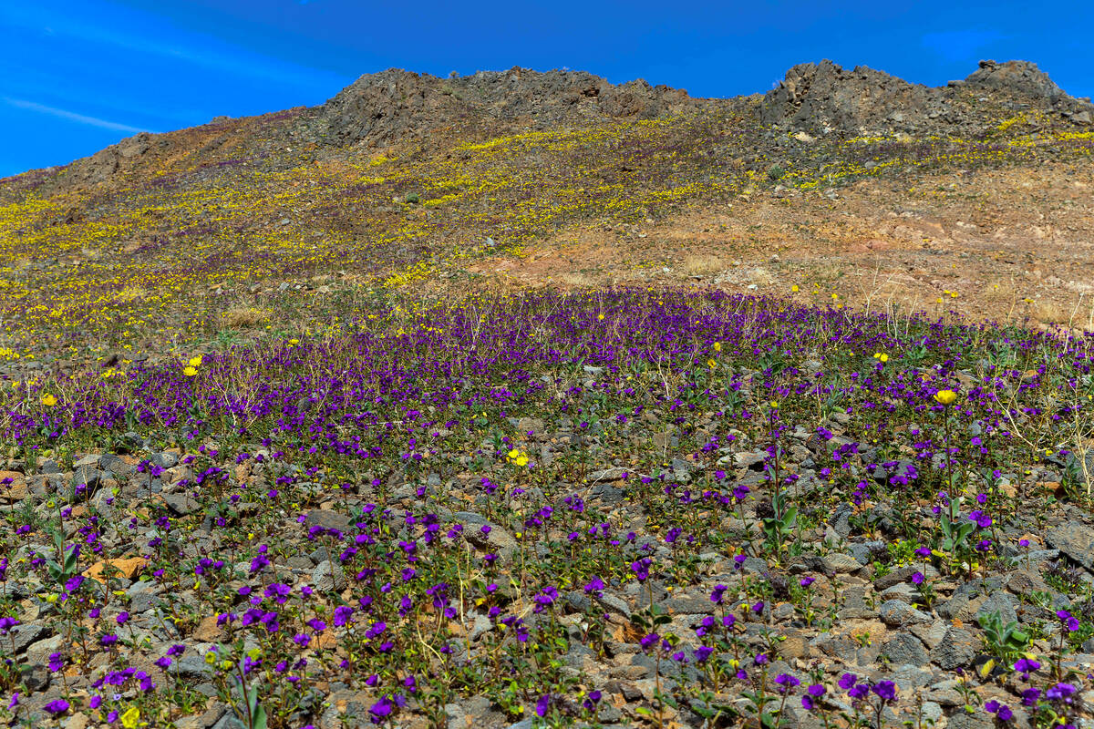Caltha-leaved phacelia, purple, and sun cups bloom on a slope in the Ibex Hills on Monday, Jan. ...
