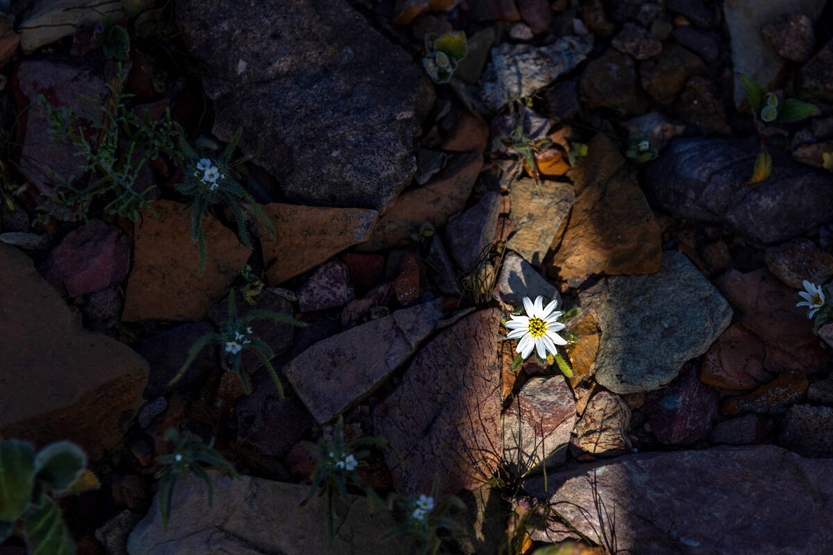 Desert star and other flowers begin to emerge in the Greenwater Range area on Monday, Jan. 26, ...