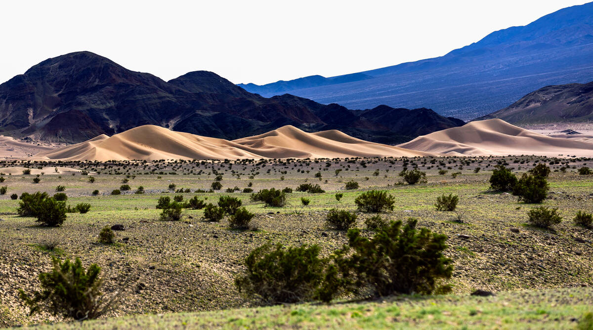 There are an abundance of green plants emerging in the Ibex Dunes area where a few early flower ...