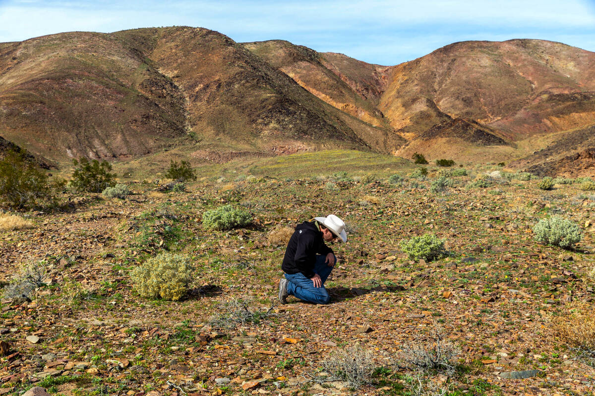 Patrick Donnelly, the Great Basin director at the Center for Biological Diversity, searches for ...