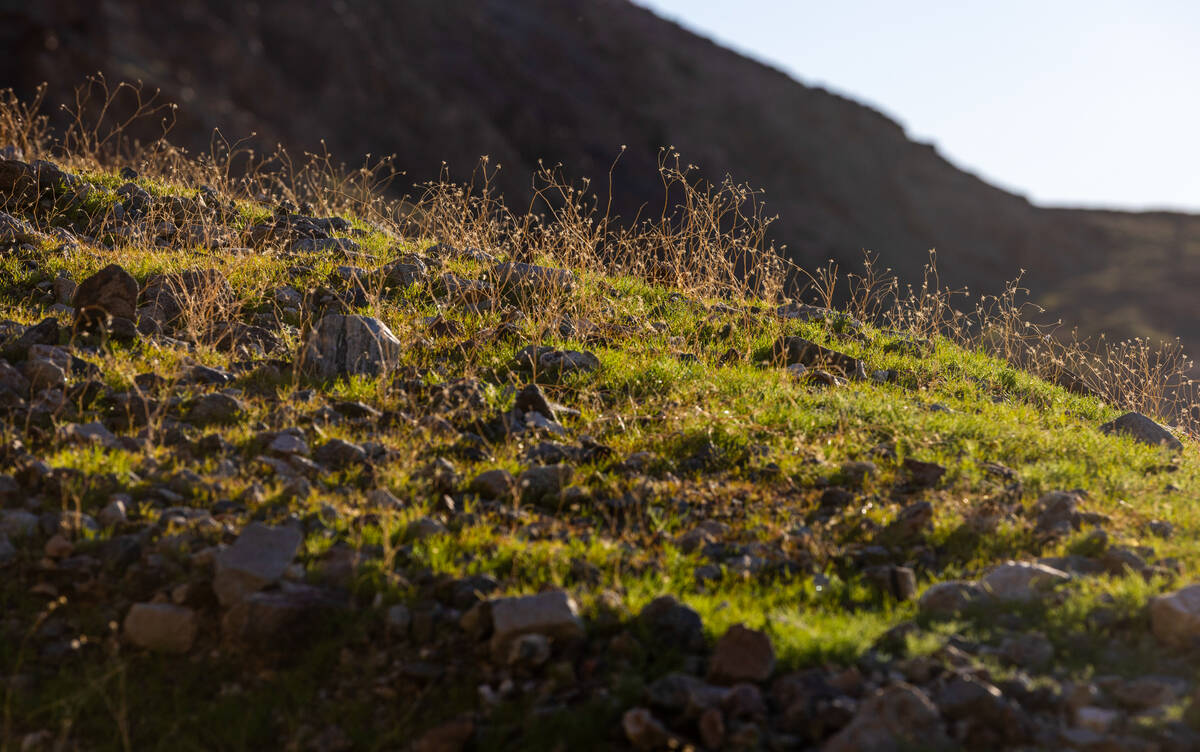 Grasses and flower buds emerge on a hillside in a lowland area in the Badwater Basin on Friday, ...