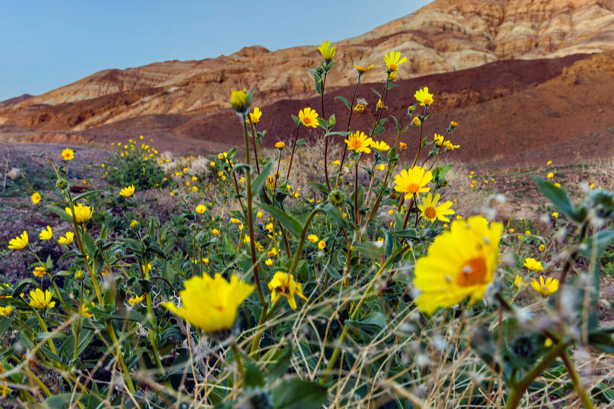 Desert gold flowers bloom in the lowland areas in the Badwater Basin on Friday, Jan. 23, 2026, ...