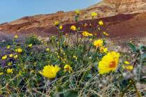 Desert gold flowers bloom in the lowland areas in the Badwater Basin on Friday, Jan. 23, 2026, ...