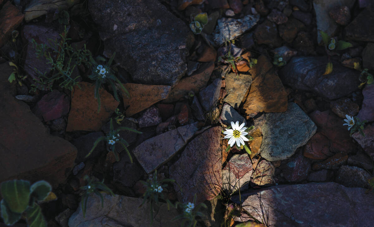 Desert star and other flowers begin to emerge about the Greenwater Range area with the potentia ...