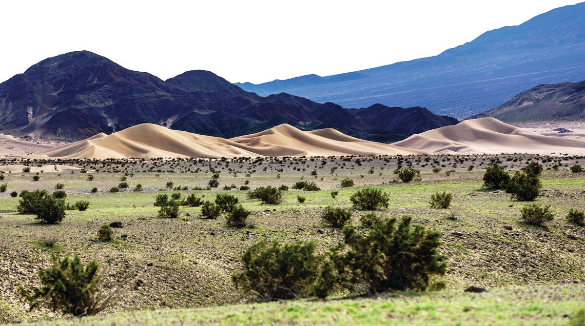 There are an abundance of green plants emerging in the Ibex Dunes area where a few early flower ...