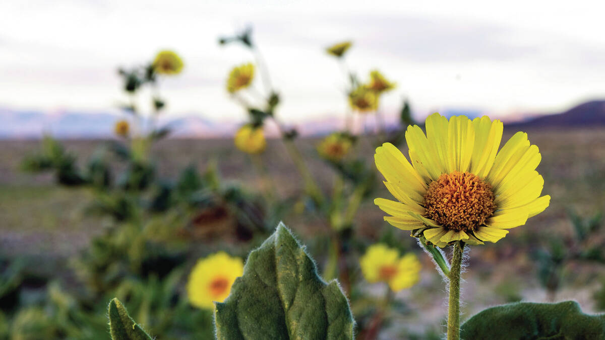 Desert gold flowers bloom in the lowland areas about the Badwater Basin with the potential for ...