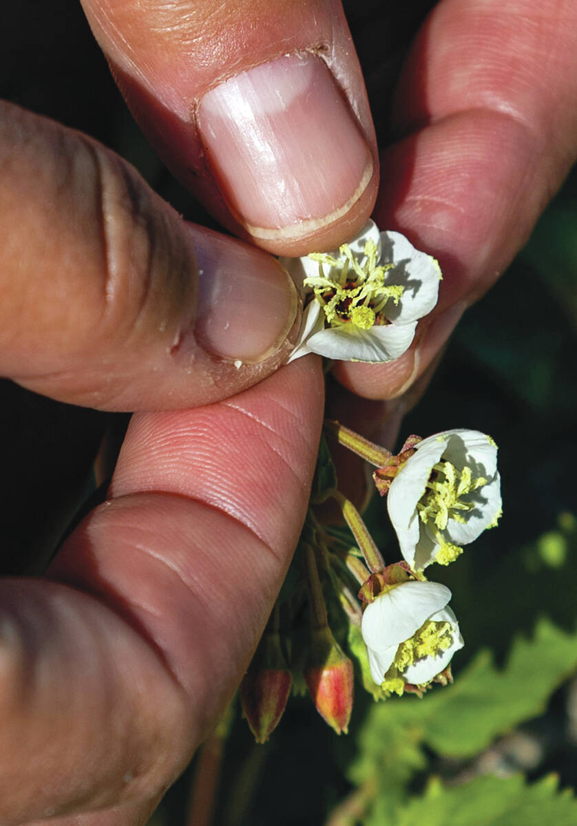 Naomi Fraga, the director of conservation at the California Botanical Garden, holds a Brown-eye ...