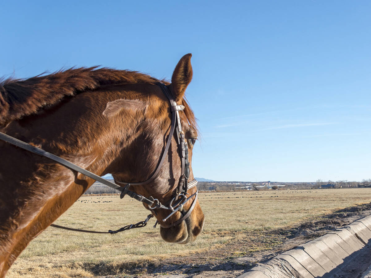 The Nevada Department of Agriculture (NDA) has confirmed the detection of equine infectious ane ...