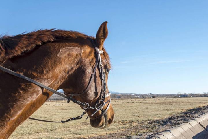 The Nevada Department of Agriculture (NDA) has confirmed the detection of equine infectious ane ...