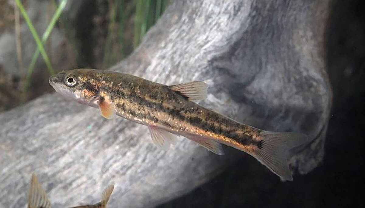 Lawsuit launched to protect Nevada toad and fish species
