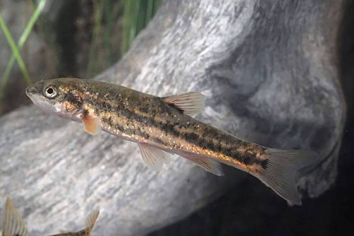 The Center for Biological Diversity has launched a lawsuit against the U.S. Fish and Wildlife S ...