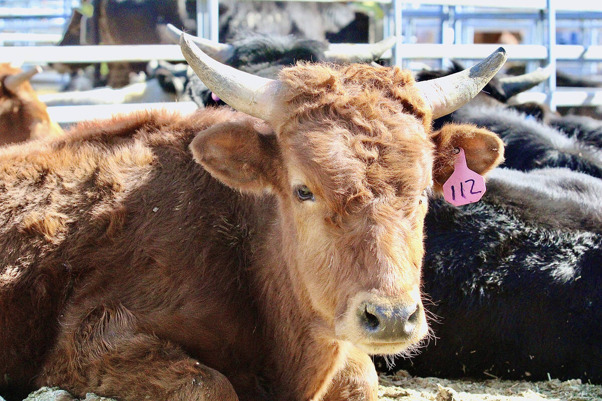 Cattle hang out behind the scenes of the 2026 Pahrump Valley Junior High and High School Rodeo ...