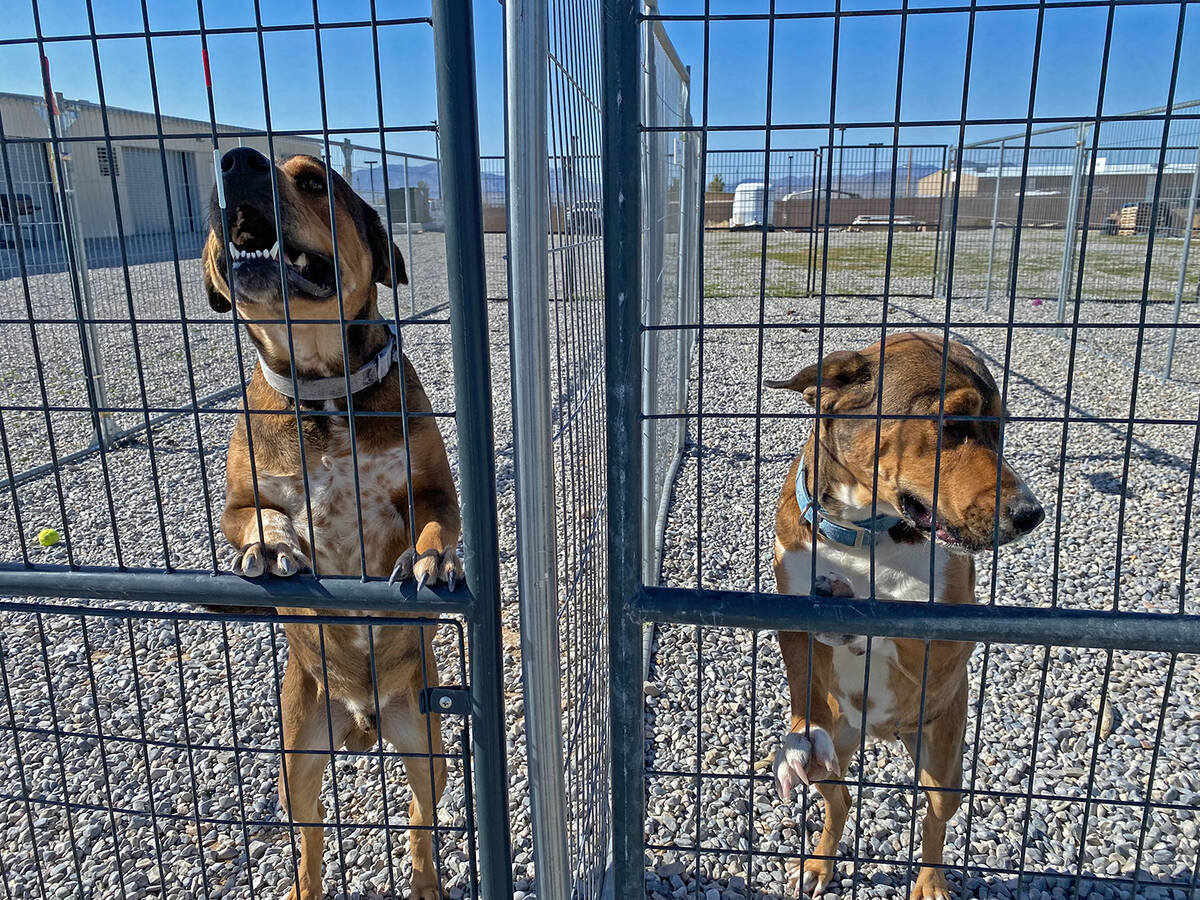 The Nye County Animal Shelter in Pahrump is currently home to 140-plus animals, including these ...