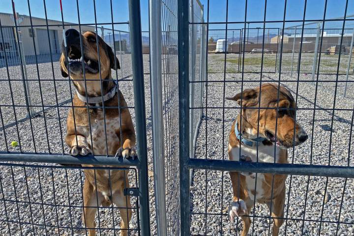 The Nye County Animal Shelter in Pahrump is currently home to 140-plus animals, including these ...