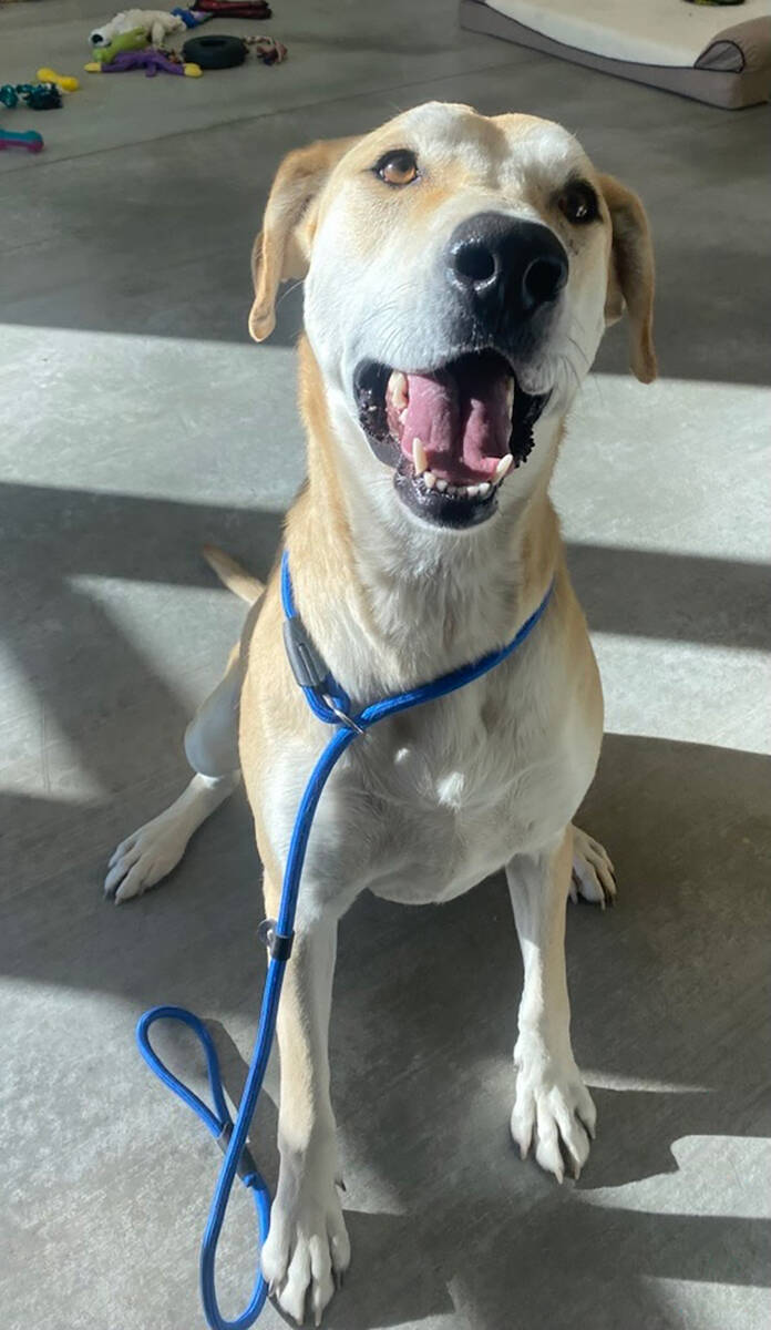 Rosie is a female labrador retriever around two years, nine months in age and she is looking fo ...