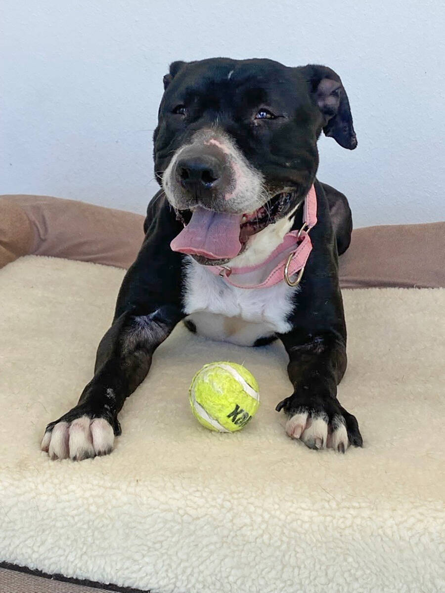 Three-year-old Abby is a female pit bull terrier hoping to find the perfect family to call her ...