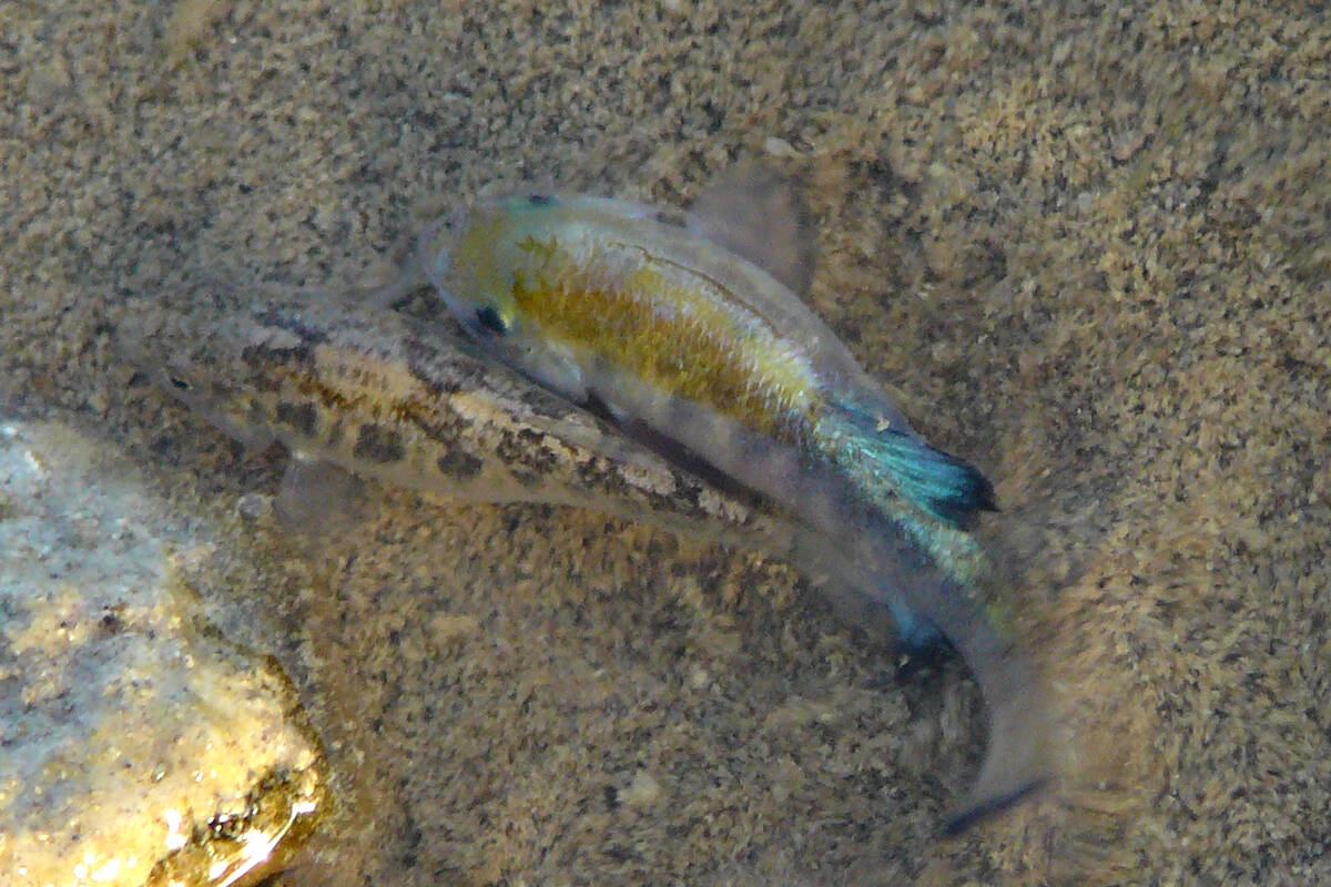 Close-up photo of a brown female and yellow and blue male Salt Creek Pupfish. (National Park Se ...