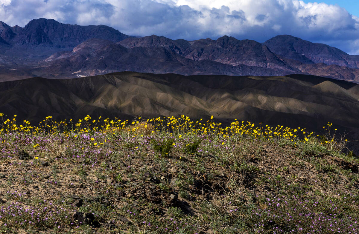 Desert gold and desert sand-verbena blooms grow amongst other wildflowers on a ridge below the ...