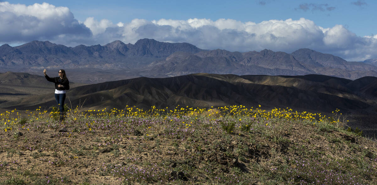 Julia Mueller of Germany takes a photo about desert gold and desert sand-verbena blooms with ot ...