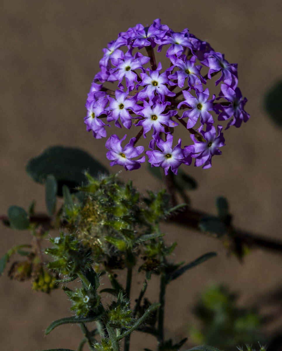 A desert sand-verbena blooms in a field of wildflowers off of Jubilee Pass Road in Death Valley ...
