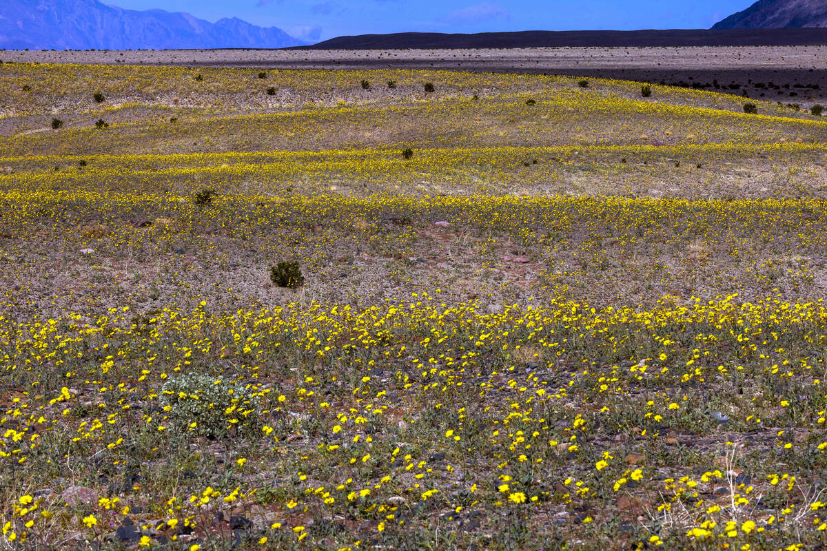 Blooms of desert gold wildflowers stand out in rows atop small hills at Ashford Mill in Death V ...