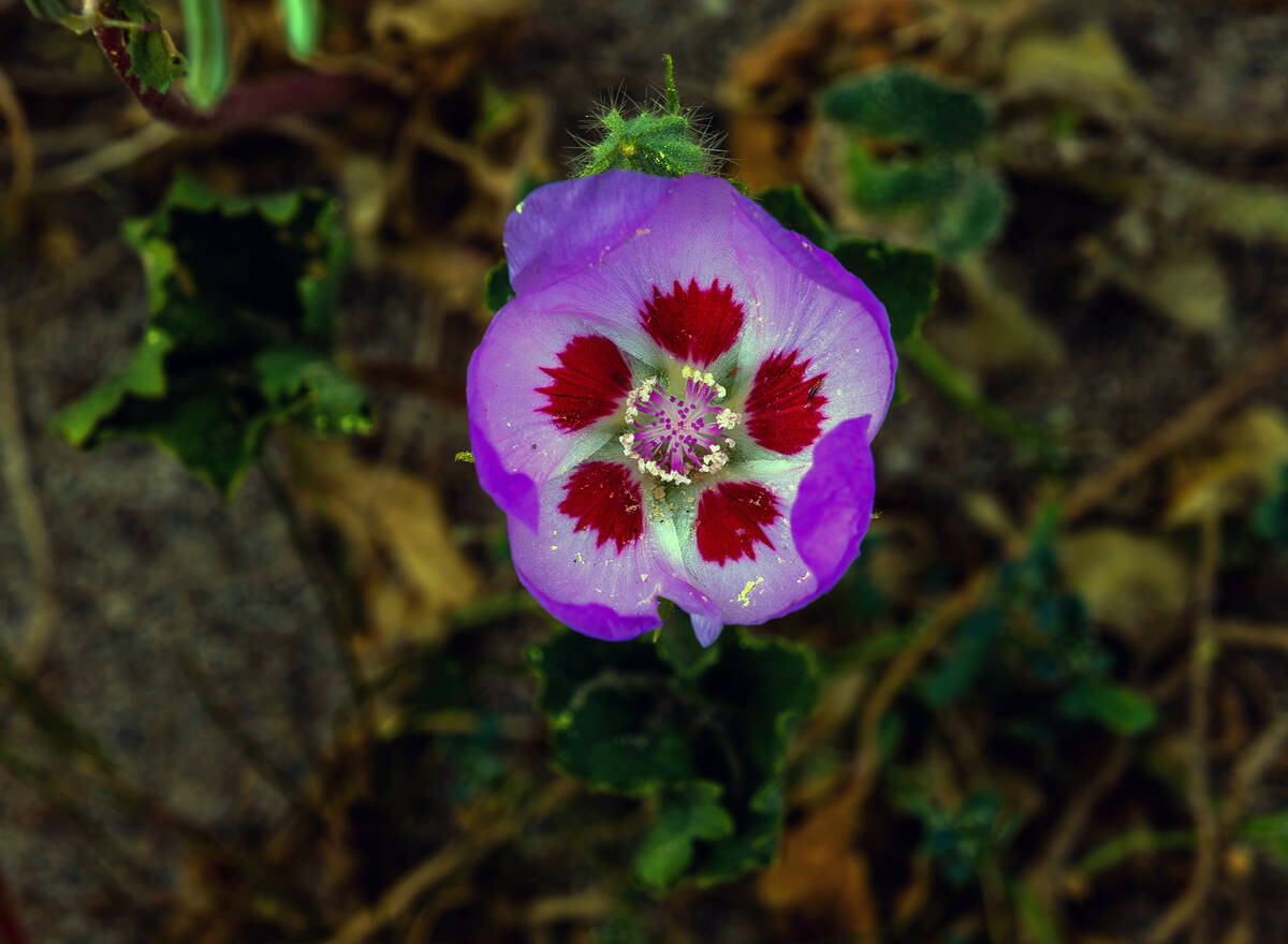 A rare desert fivespot blooms amongst other wildflowers on the hills at Ashford Mill in Death V ...