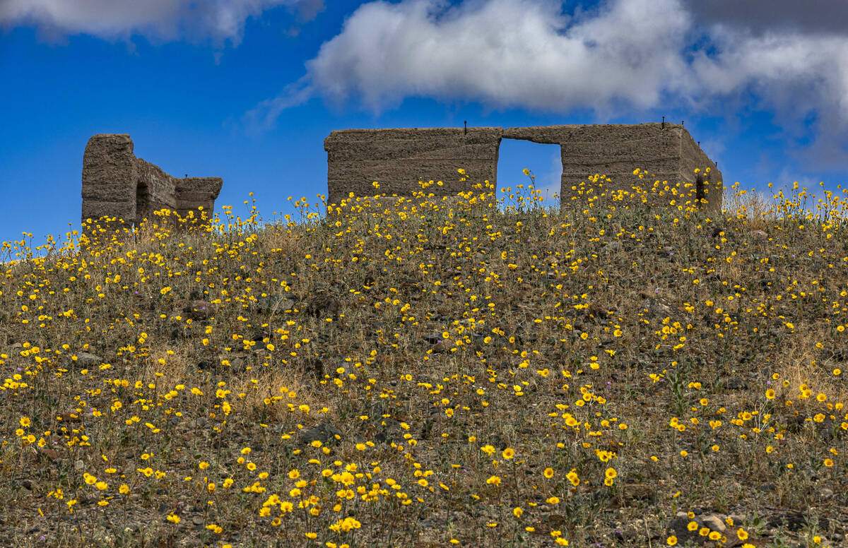 Blooms of desert gold wildflowers cover the hills about Ashford Mill in Death Valley National P ...