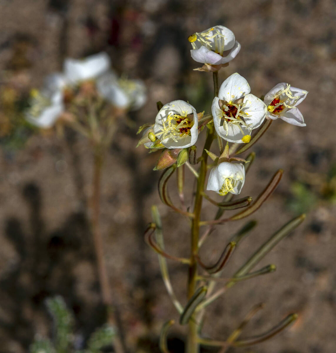 Browneyes bloom amongst other wildflowers on the hills at Ashford Mill in Death Valley National ...