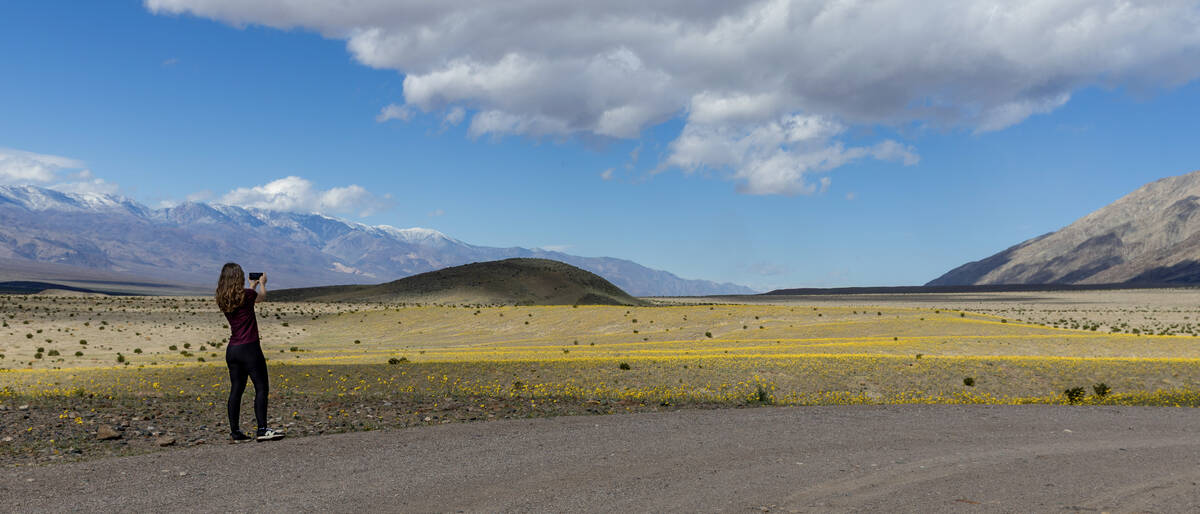 Lisa Wilson of Sacramento photographs blooms of desert gold wildflowers and others covering the ...