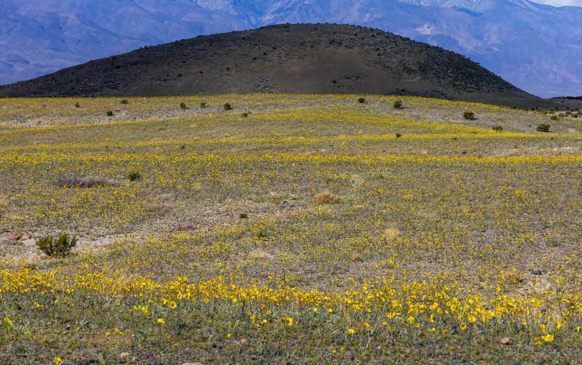 Blooms of desert gold wildflowers stand out in rows atop small hills at Ashford Mill in Death V ...