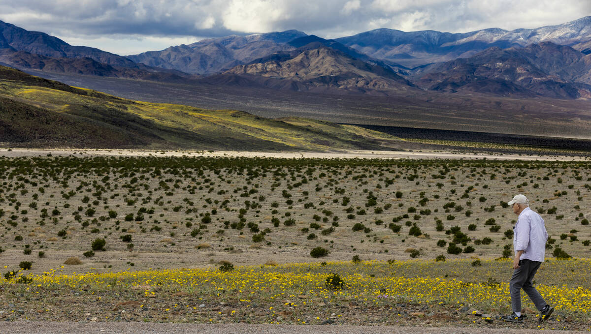 Larry Kloiber of California wanders near blooms of desert gold wildflowers and others covering ...