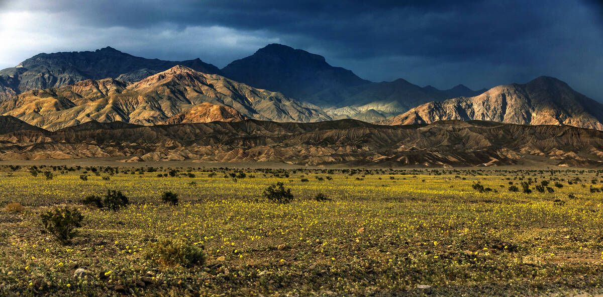 Blooms of desert gold wildflowers and other wildflowers are still illuminated as sunset begins ...