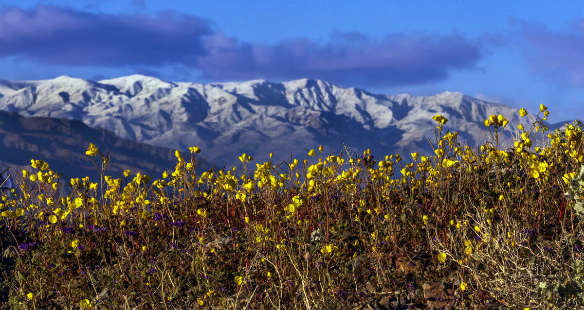 Mojave poppy and notch-leaf scorpionweed etch along Daylight Pass Road with snow dusting the Gr ...