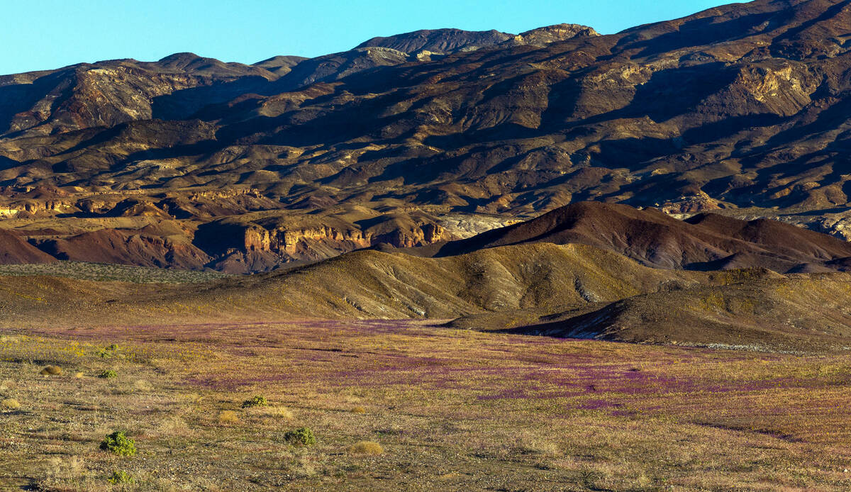 A field of caltha-leaf phacelia covers the valley floor below the Funeral Mountains in Death Va ...