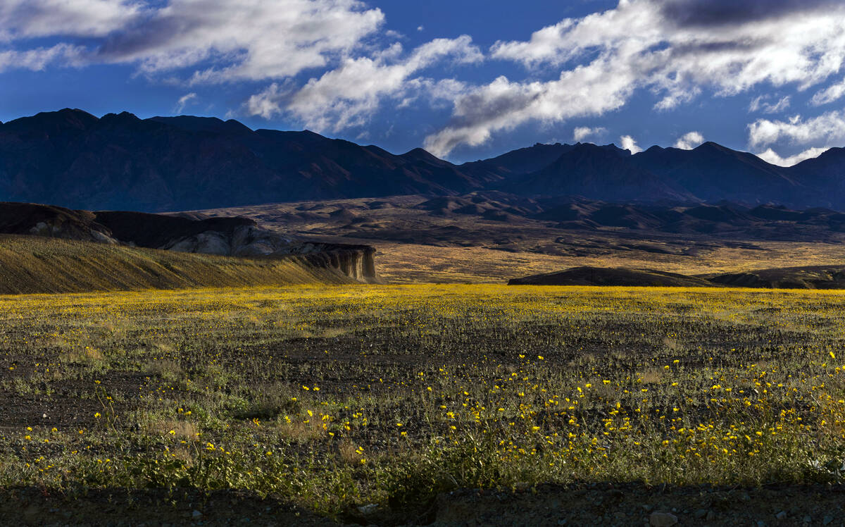 Blooms of desert gold wildflowers and other wildflowers cover the valley floor below the Funera ...