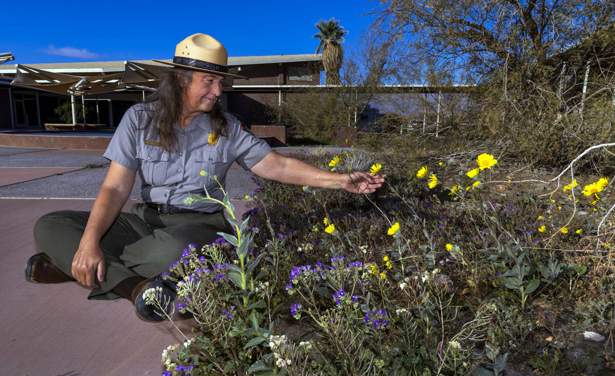 Acting Deputy Superintendent Abby Wines looks at some desert gold wildflowers blooming in the c ...