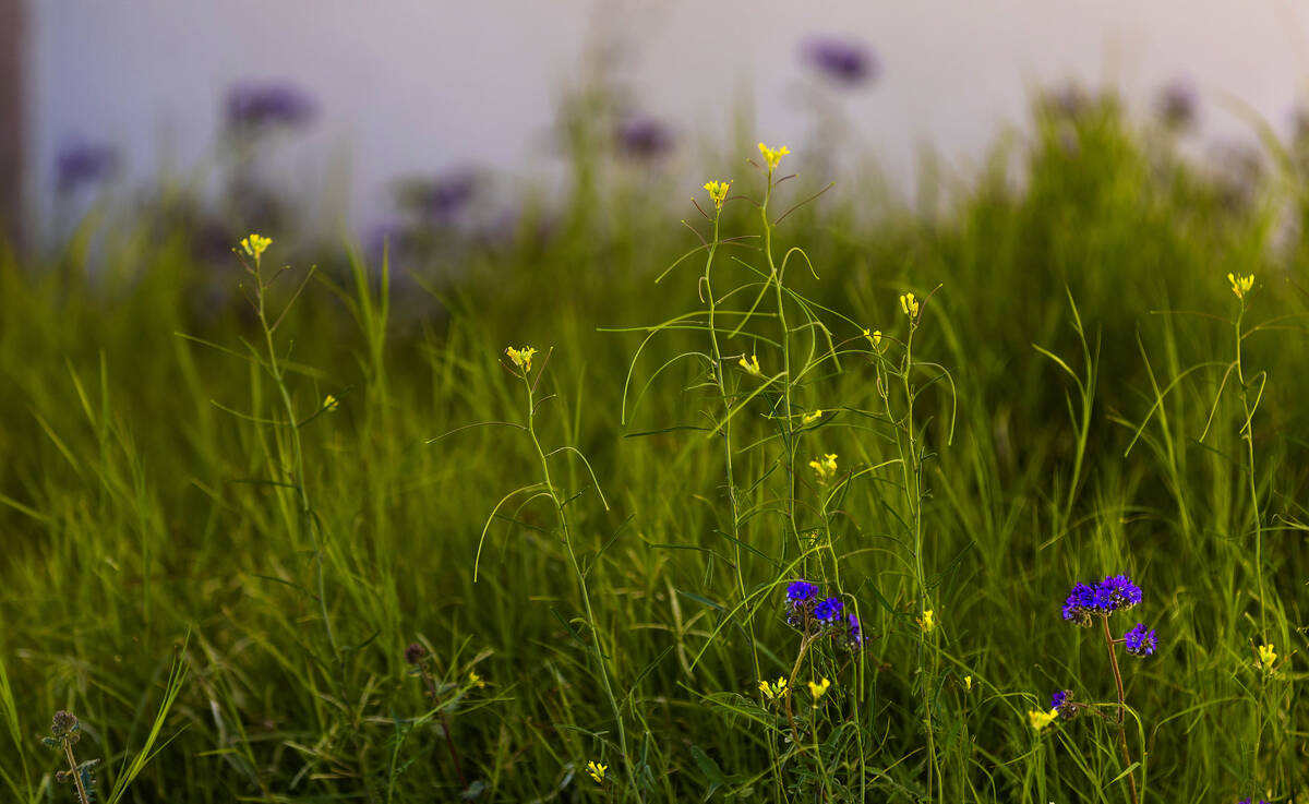 Wildflowers bloom in the courtyard of the Furnace Creek visitor's center in Death Valley N ...