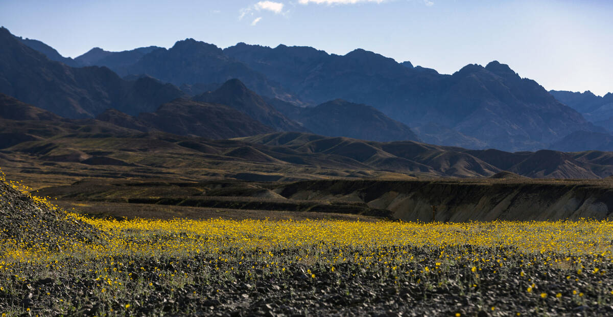 Blooms of desert gold wildflowers and other wildflowers cover the hills and valley floor below ...