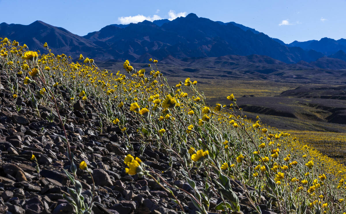 Blooms of desert gold wildflowers and other wildflowers cover the hills and valley floor below ...