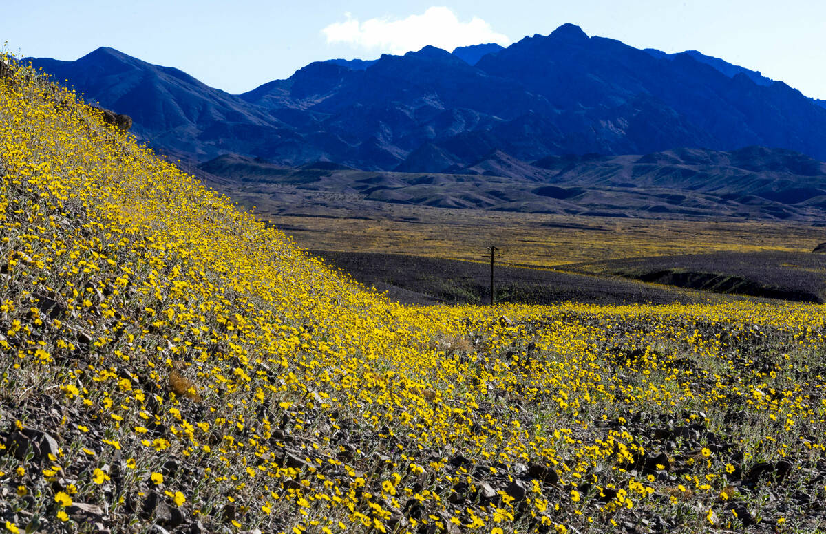 Blooms of desert gold wildflowers and other wildflowers cover the hills and valley floor below ...