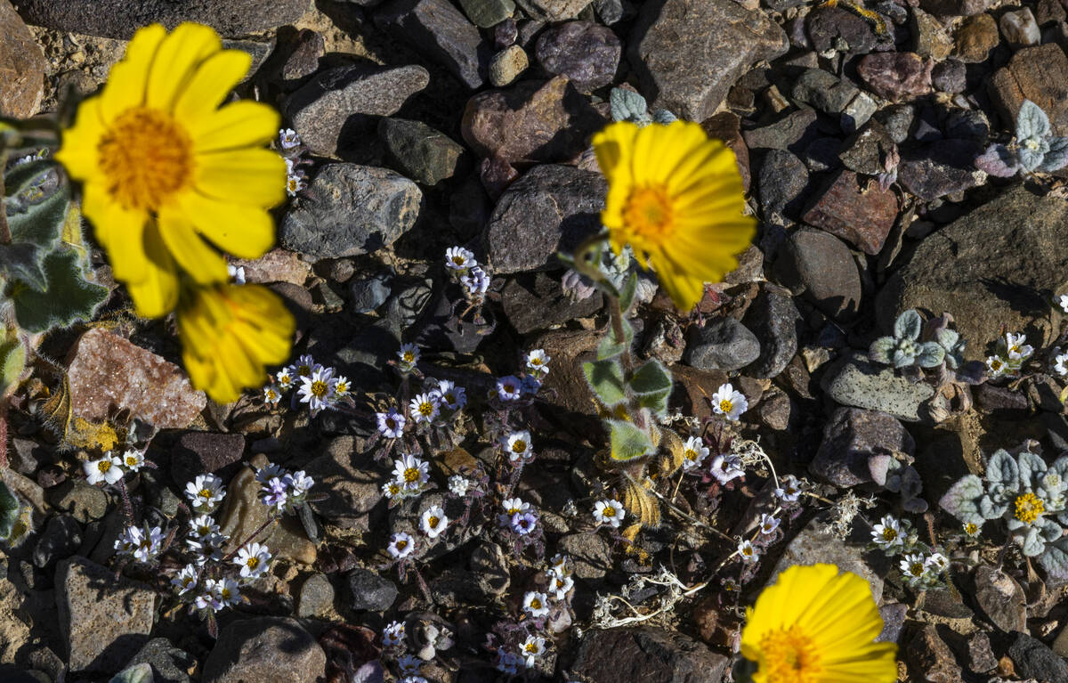 Blooms of desert gold wildflowers and desert star wildflowers cover the hills and valley floor ...